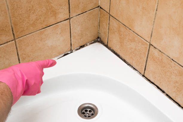 Best Residential Mold Removal  in USA